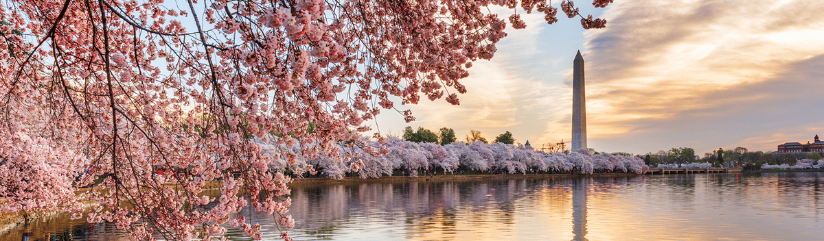 Washington DC Cherry Blossoms_2